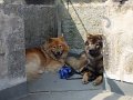 basko (13)